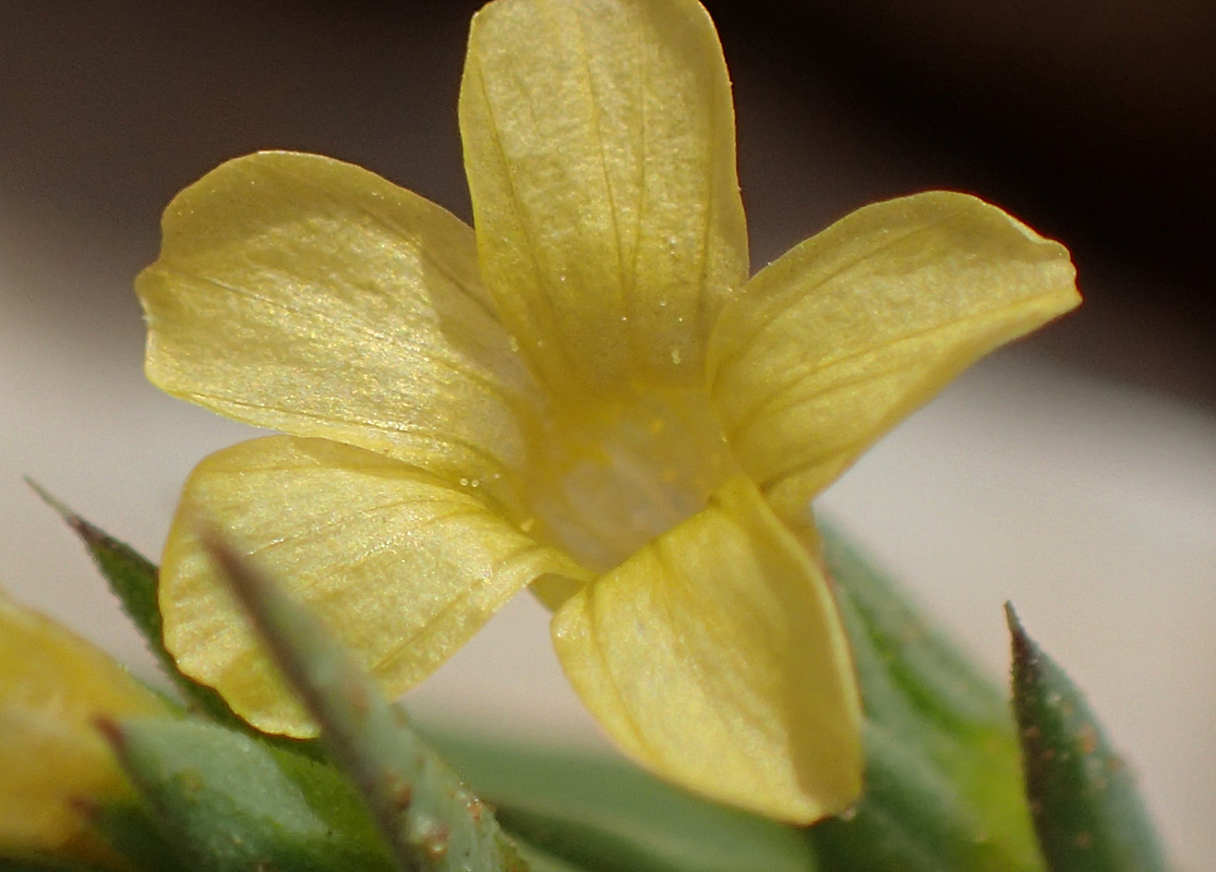 Image of Linum strictum ssp. spicatum specimen.