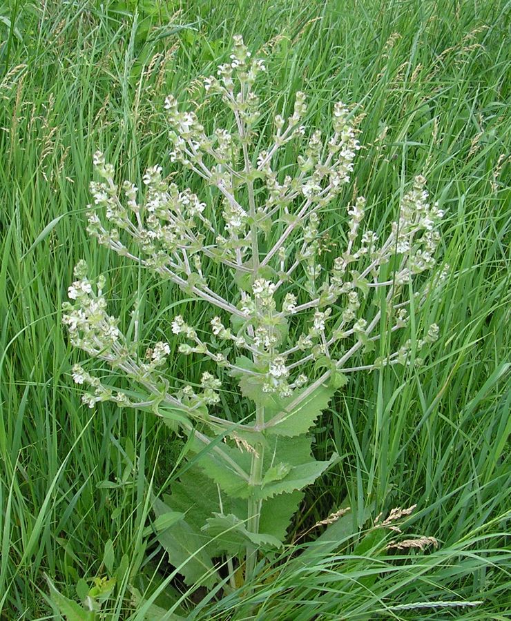 Image of Salvia aethiopis specimen.