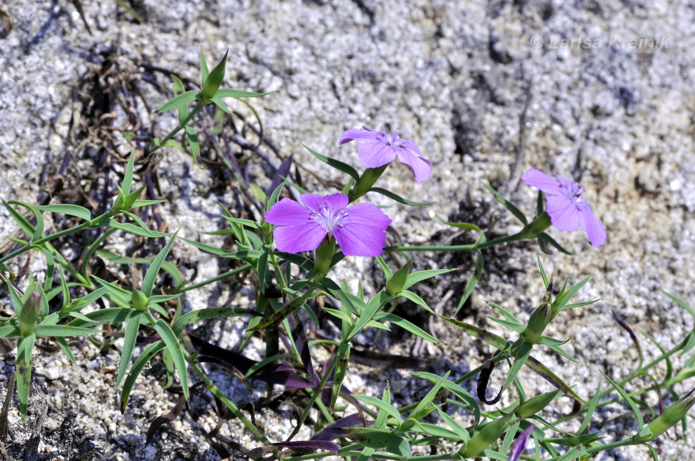 Image of Dianthus chinensis specimen.