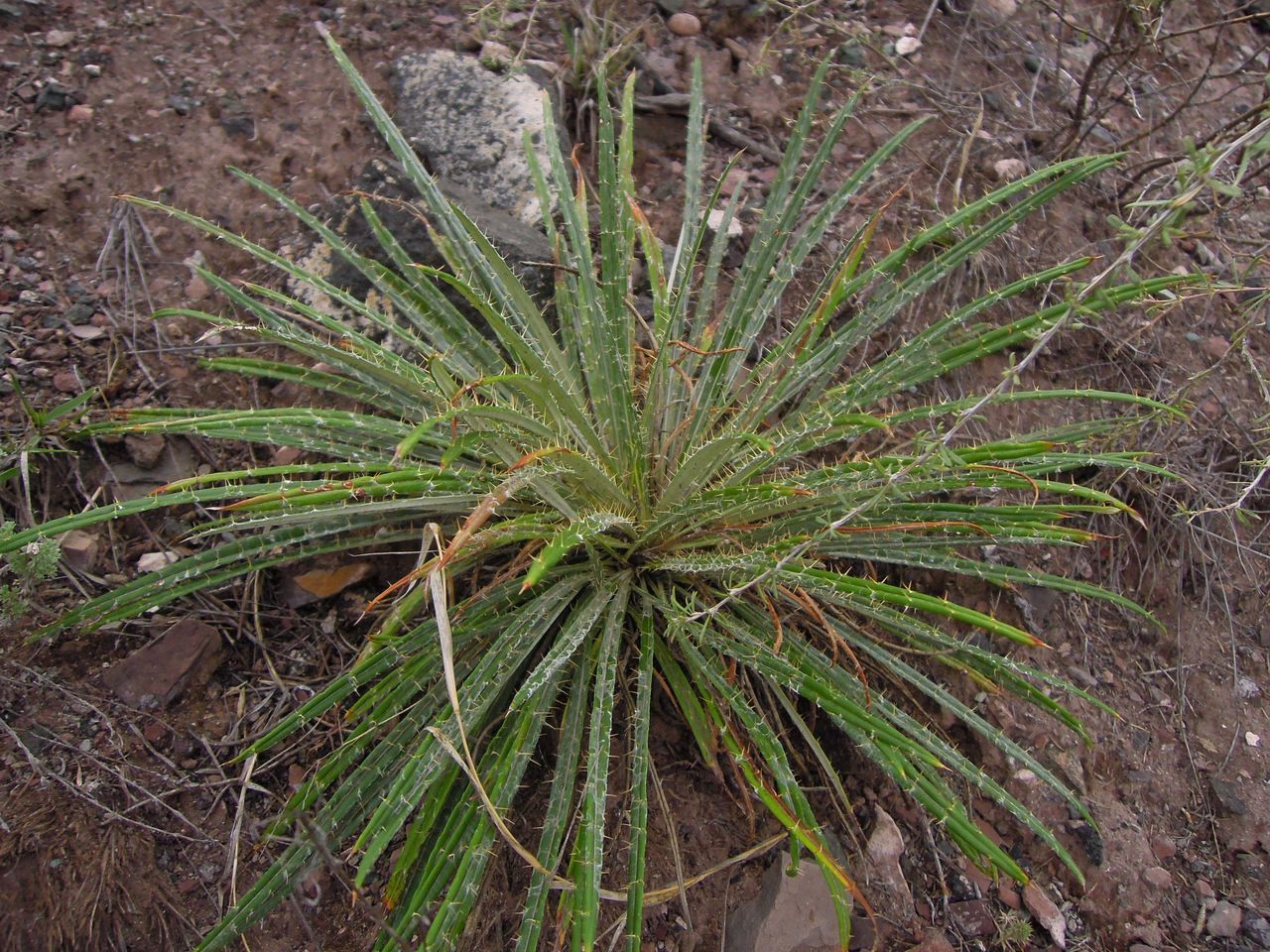 Image of Ancathia igniaria specimen.