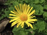 Doronicum carpaticum. Соцветие-корзинка. Украина, Ивано-Франковская обл., Верховинский р-н, хр. Черногора, ≈ 1400 м н.у.м., ольховое криволесье, на берегу ручья. 4 июня 2009 г.