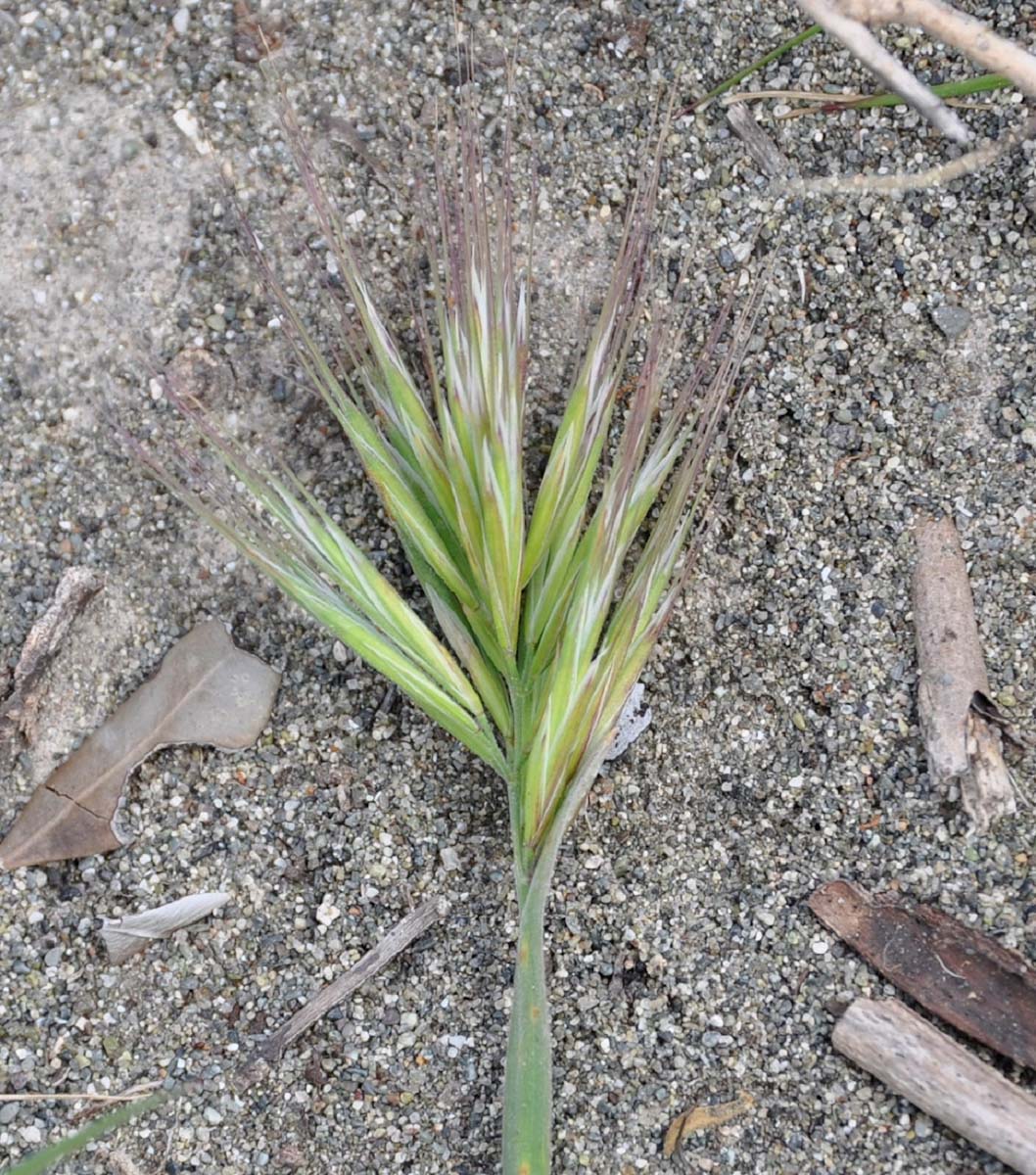 Image of genus Bromus specimen.