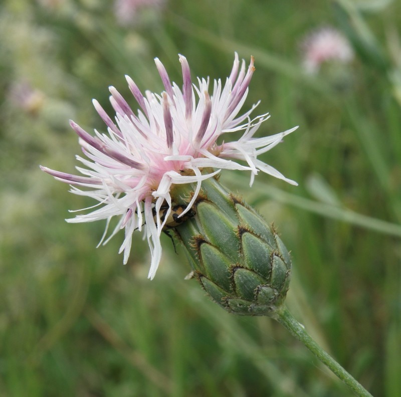 Изображение особи род Centaurea.