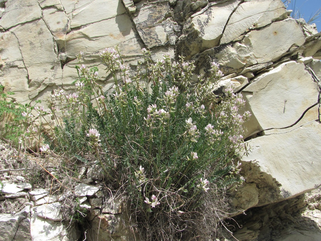 Image of Oxytropis dasypoda specimen.