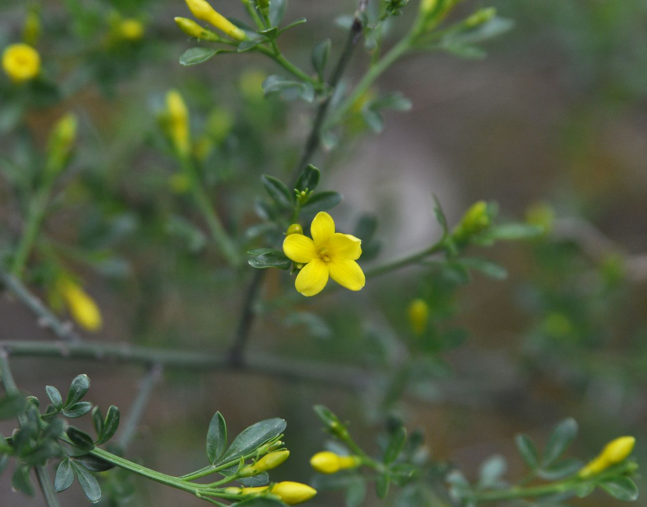 Image of Jasminum fruticans specimen.