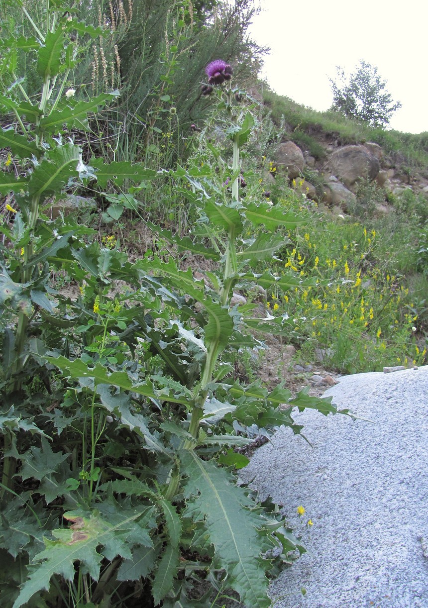 Image of genus Cirsium specimen.