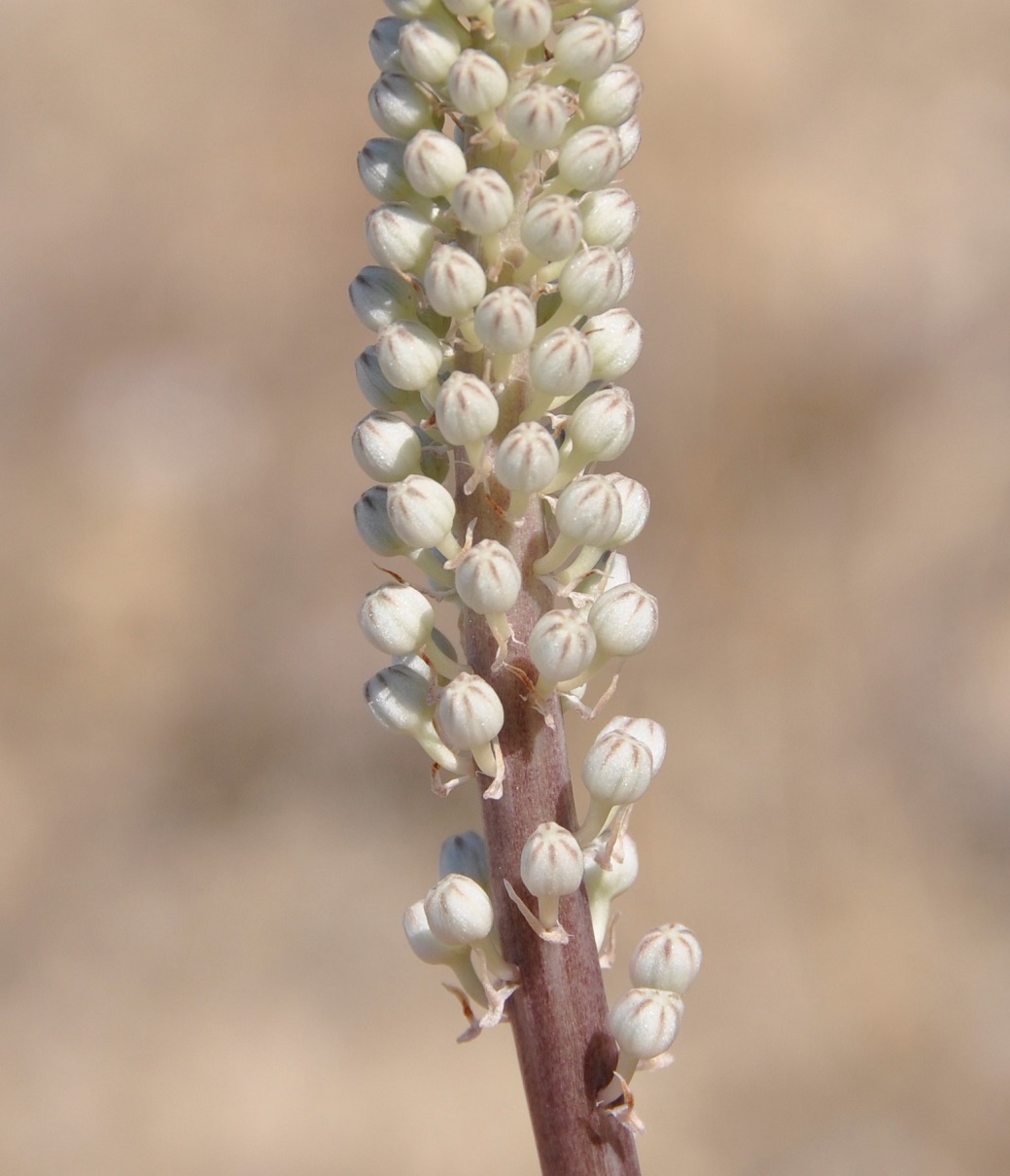 Image of Drimia aphylla specimen.