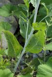 Lepidium latifolium. Часть побега. Санкт-Петербург, пустырь. 18.07.2010.