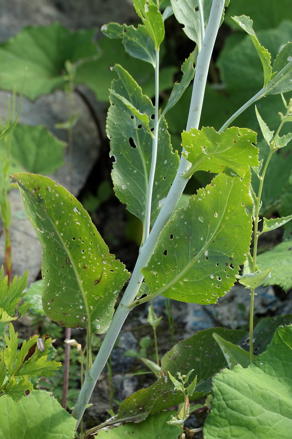 Изображение особи Lepidium latifolium.