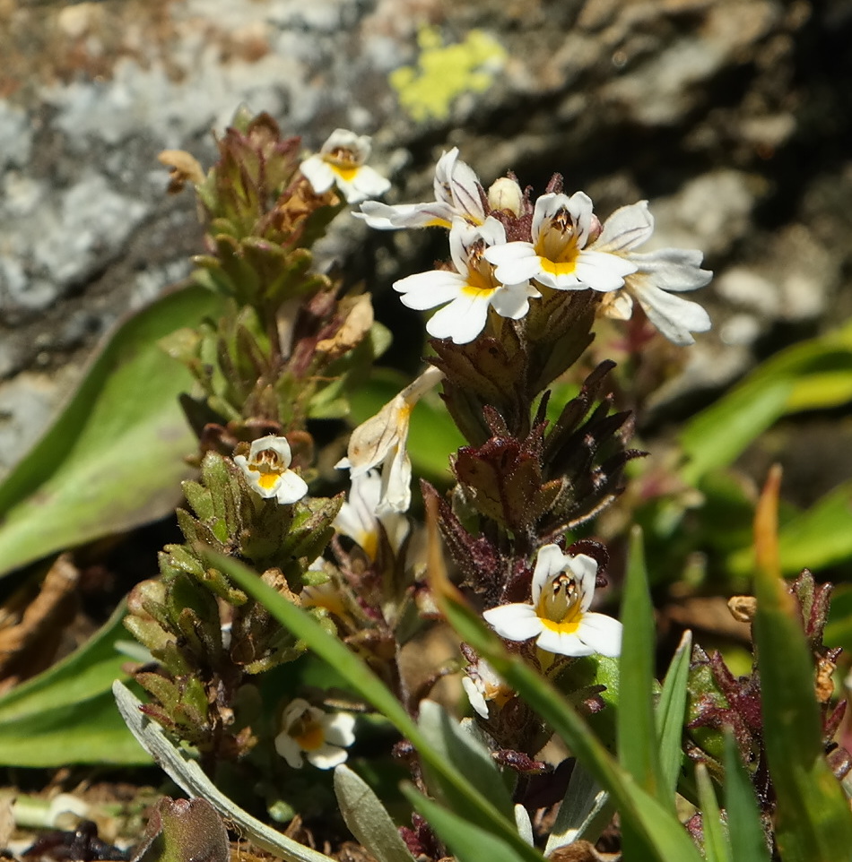 Изображение особи Euphrasia ossica.