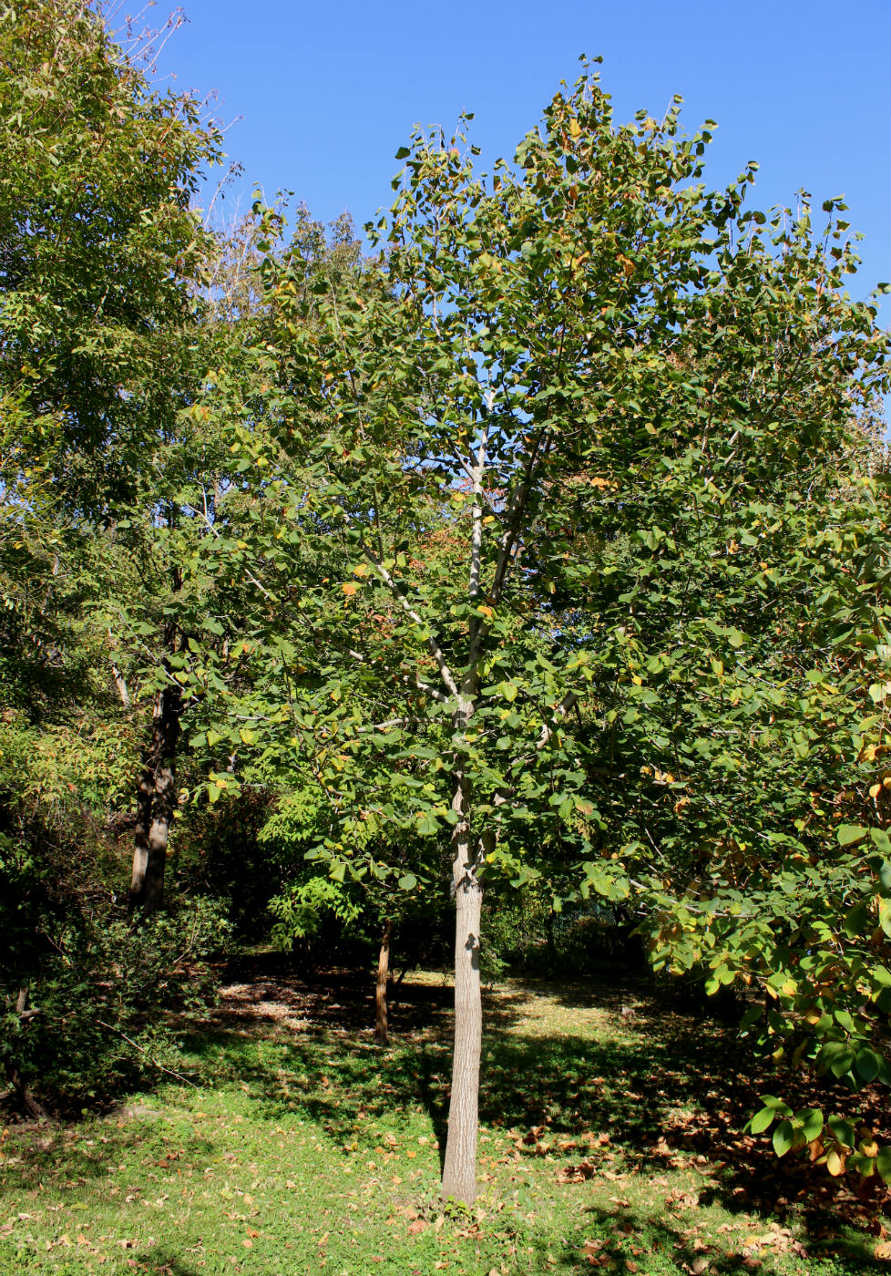 Image of Tilia americana specimen.