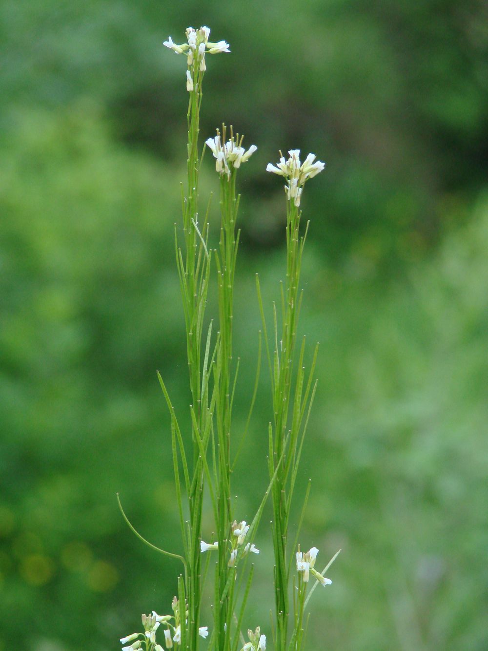 Image of Arabis borealis specimen.