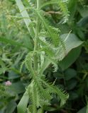 Achillea alpina. Средняя часть облиственного стебля. Сахалинская обл., г. Анива, берег р. Лютога, пустырь. 18.08.2019.