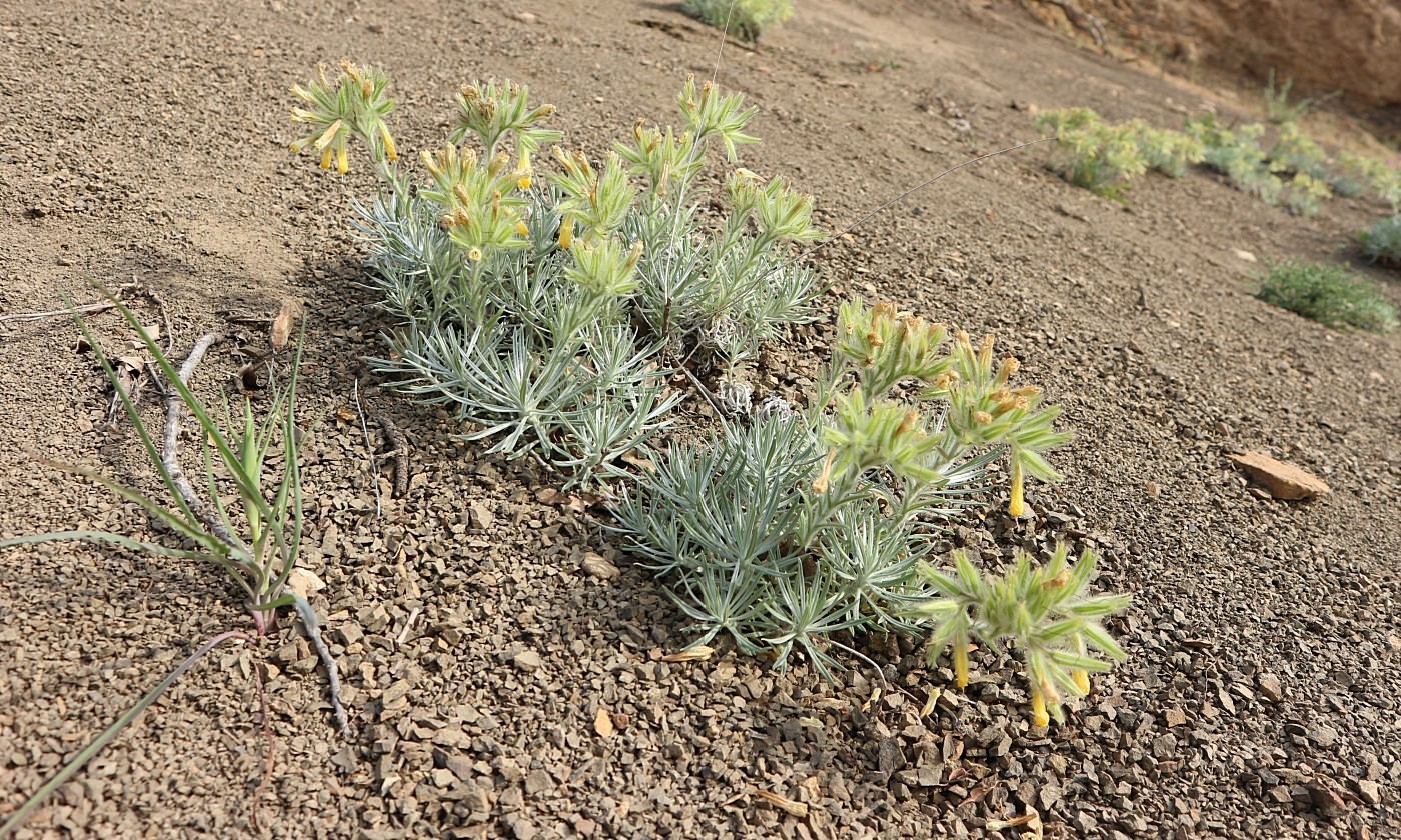 Image of Onosma polyphylla specimen.