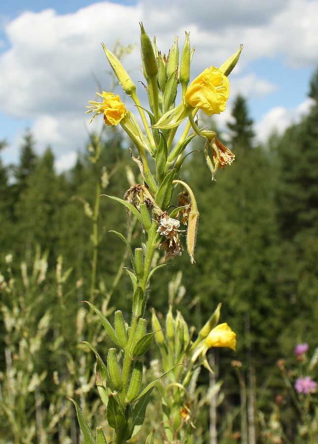 Image of Oenothera biennis specimen.