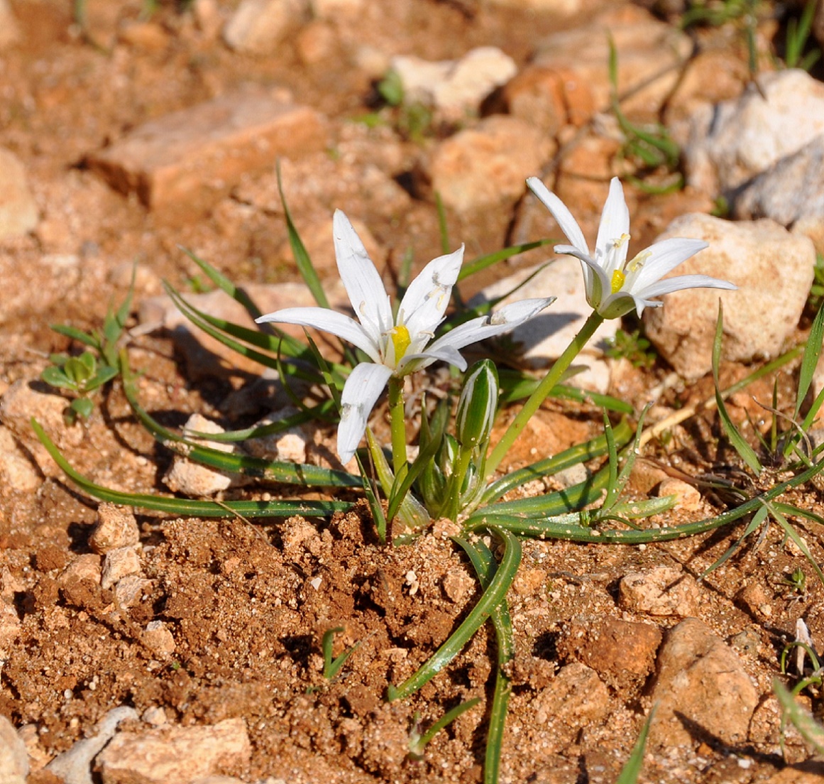 Image of Ornithogalum pedicellare specimen.