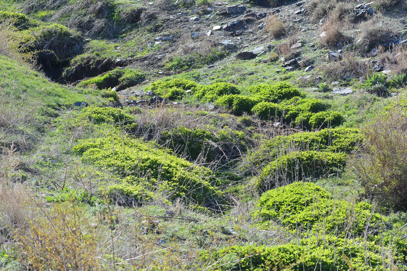 Image of Urtica dioica specimen.