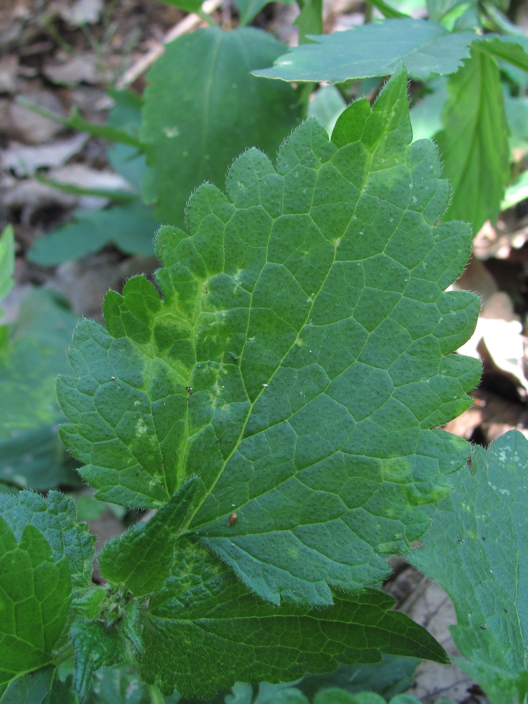 Image of Lamium maculatum specimen.