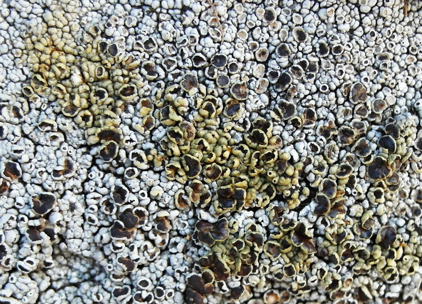 Image of Lecanora argopholis specimen.