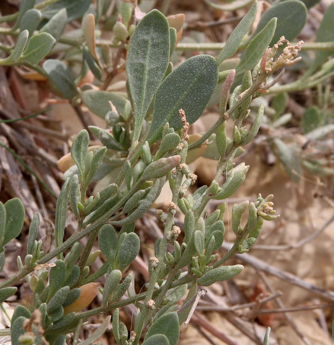 Изображение особи Halimione portulacoides.