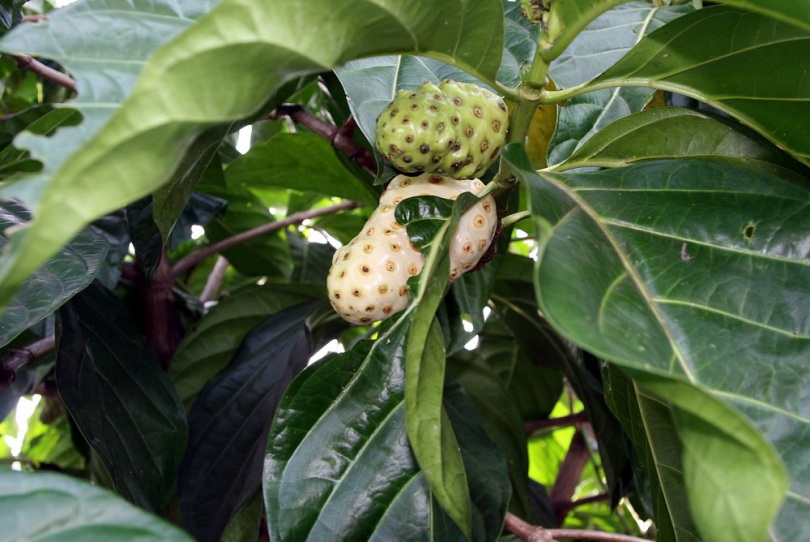 Image of Morinda citrifolia specimen.