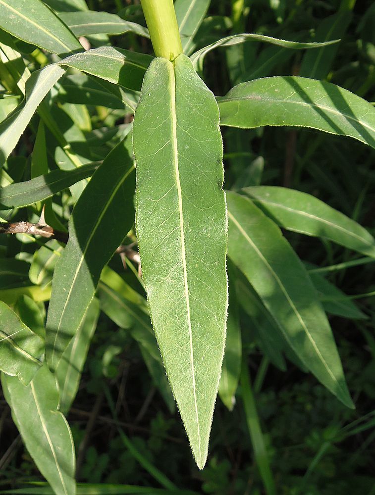 Изображение особи Euphorbia villosa.