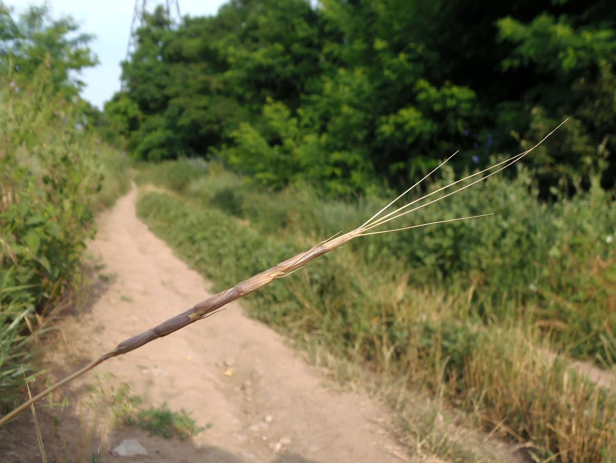 Image of Aegilops cylindrica specimen.