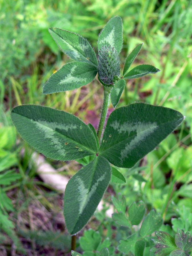 Image of Trifolium pratense specimen.