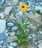 genus Rudbeckia