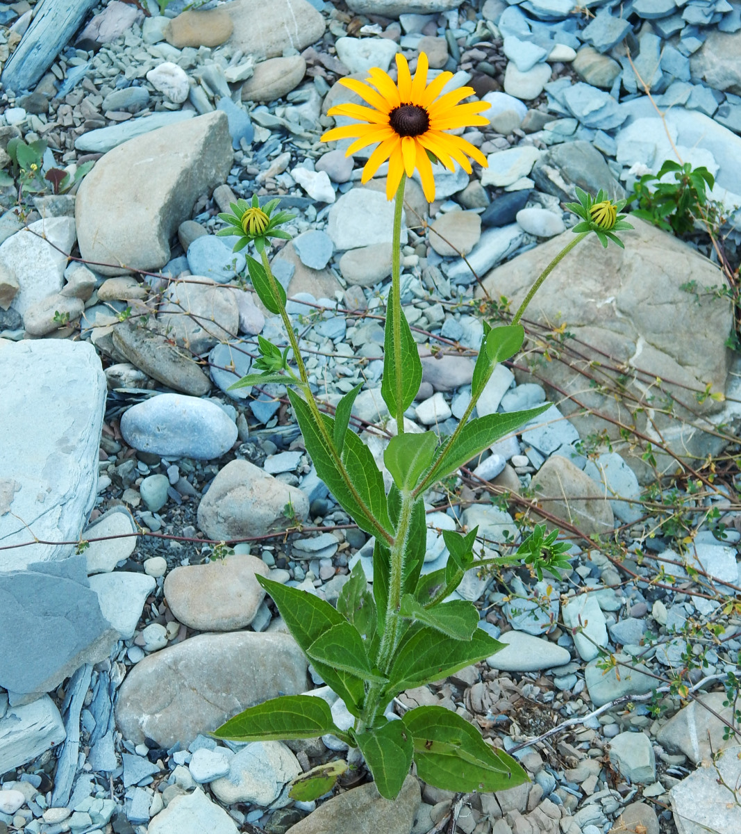 Image of genus Rudbeckia specimen.