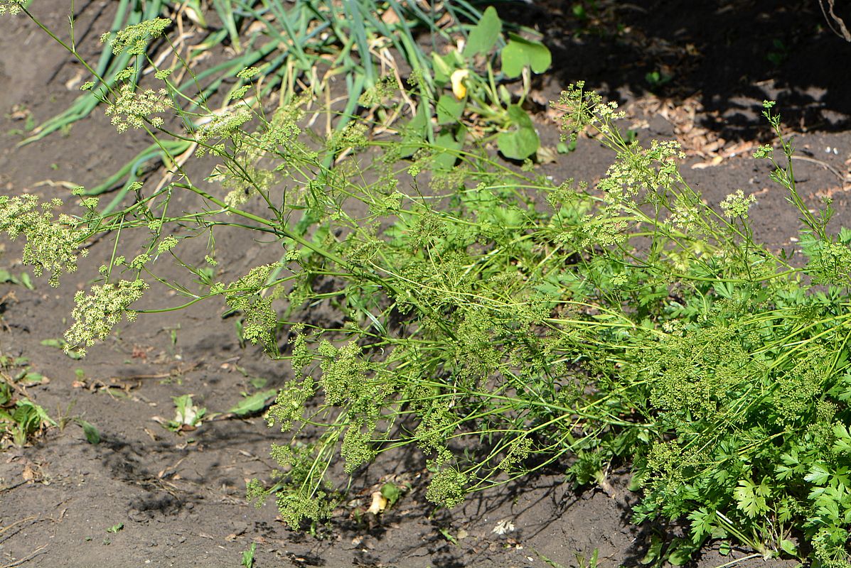 Image of Petroselinum crispum specimen.