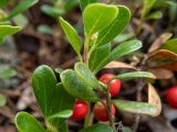 Arctostaphylos uva-ursi. Верхушки побегов с плодами. Тверская обл., Кимрский р-н, окр. дер. Бурцево, песчаный холм в сосновом бору. 01.08.2020.