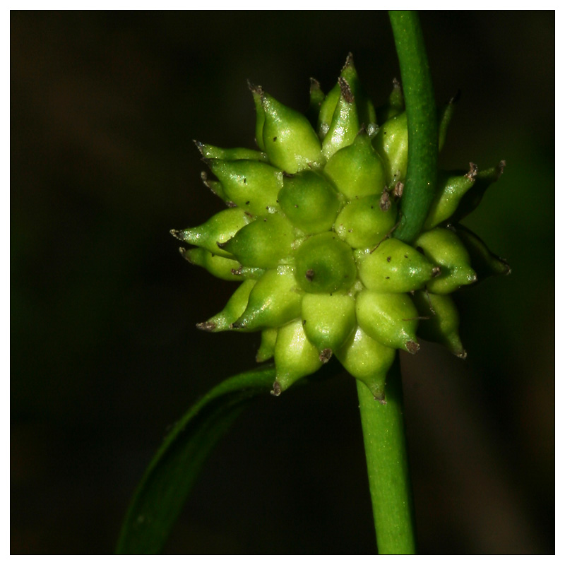 Image of Sparganium natans specimen.