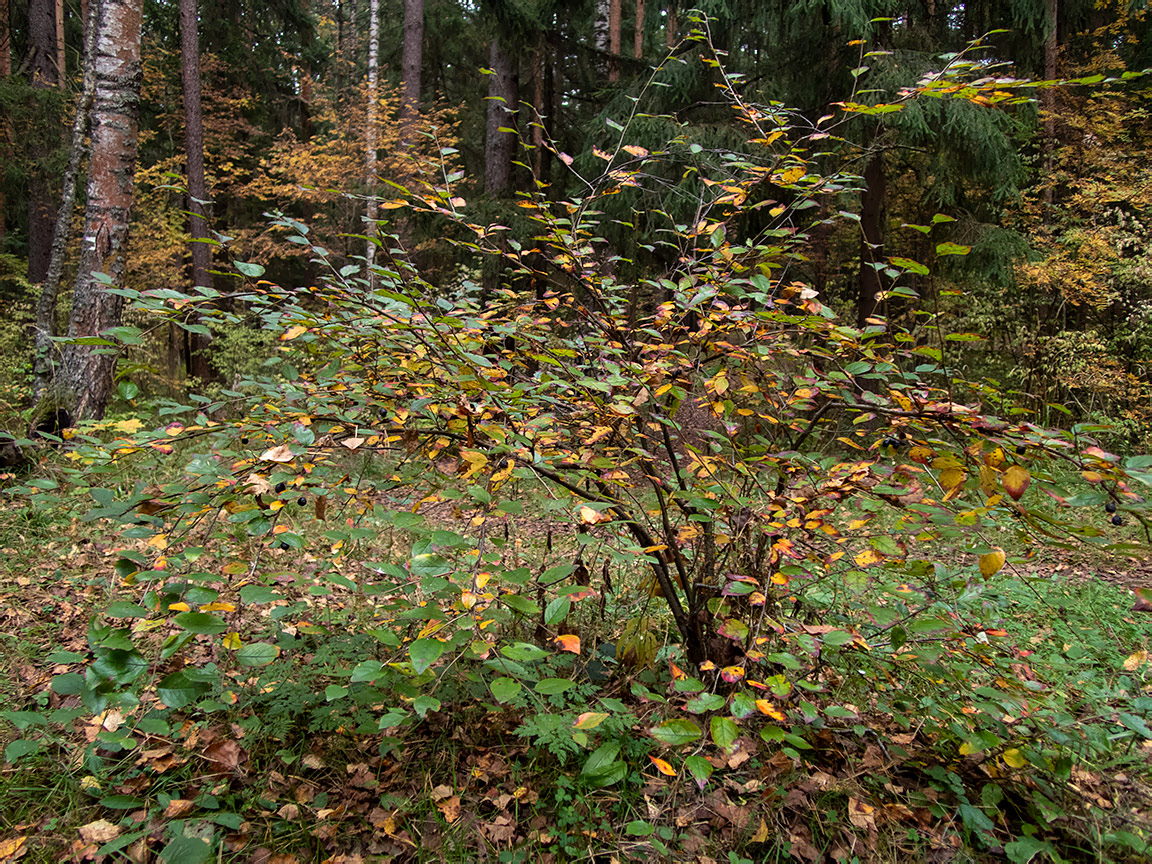 Image of Cotoneaster lucidus specimen.