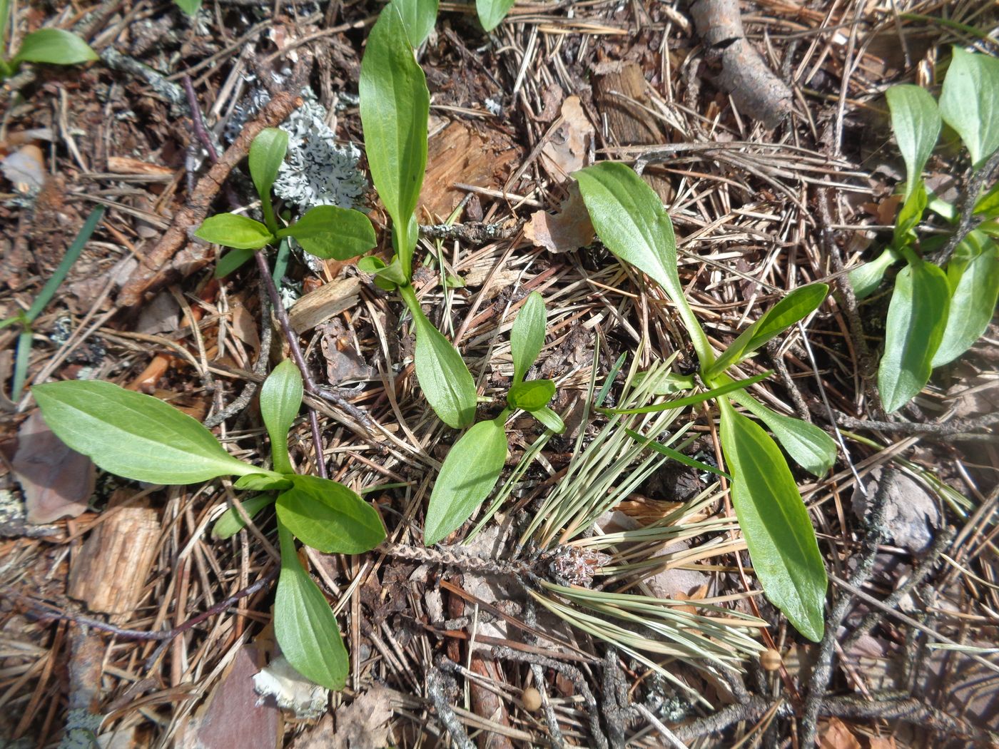 Image of genus Plantago specimen.