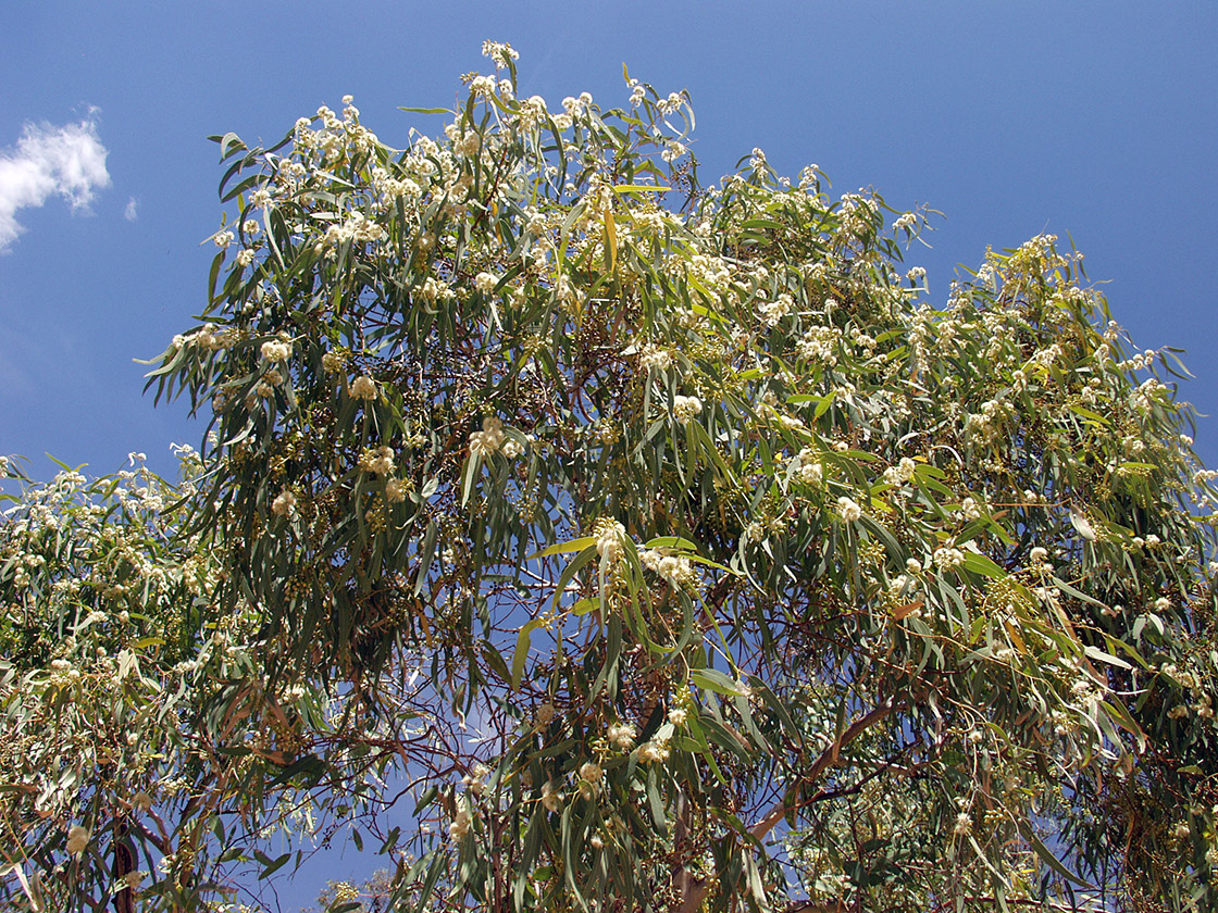 Image of genus Corymbia specimen.