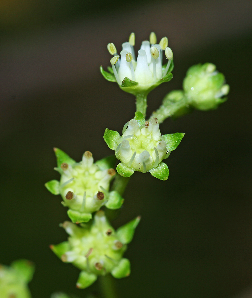 Image of Penthorum chinense specimen.