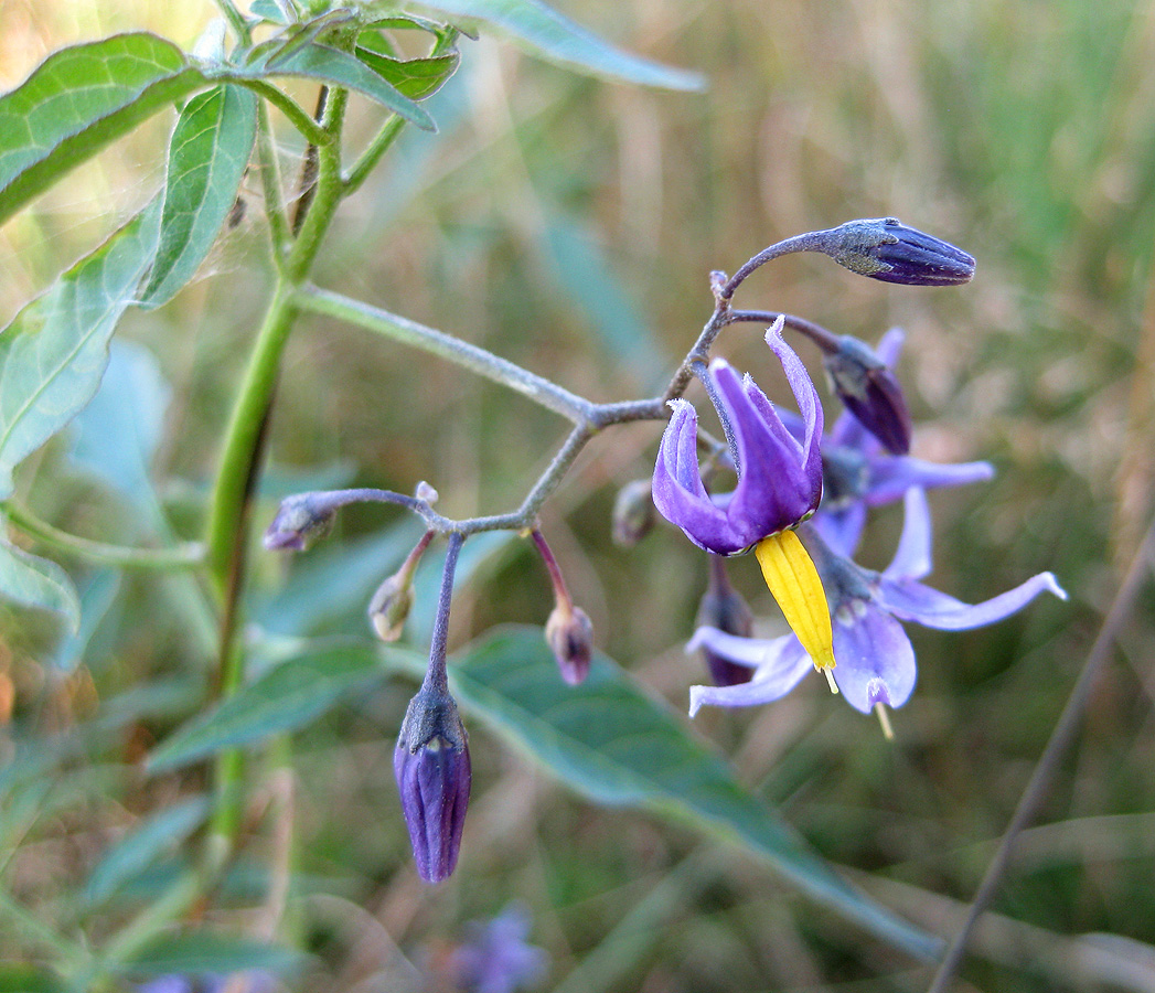 Изображение особи Solanum dulcamara.