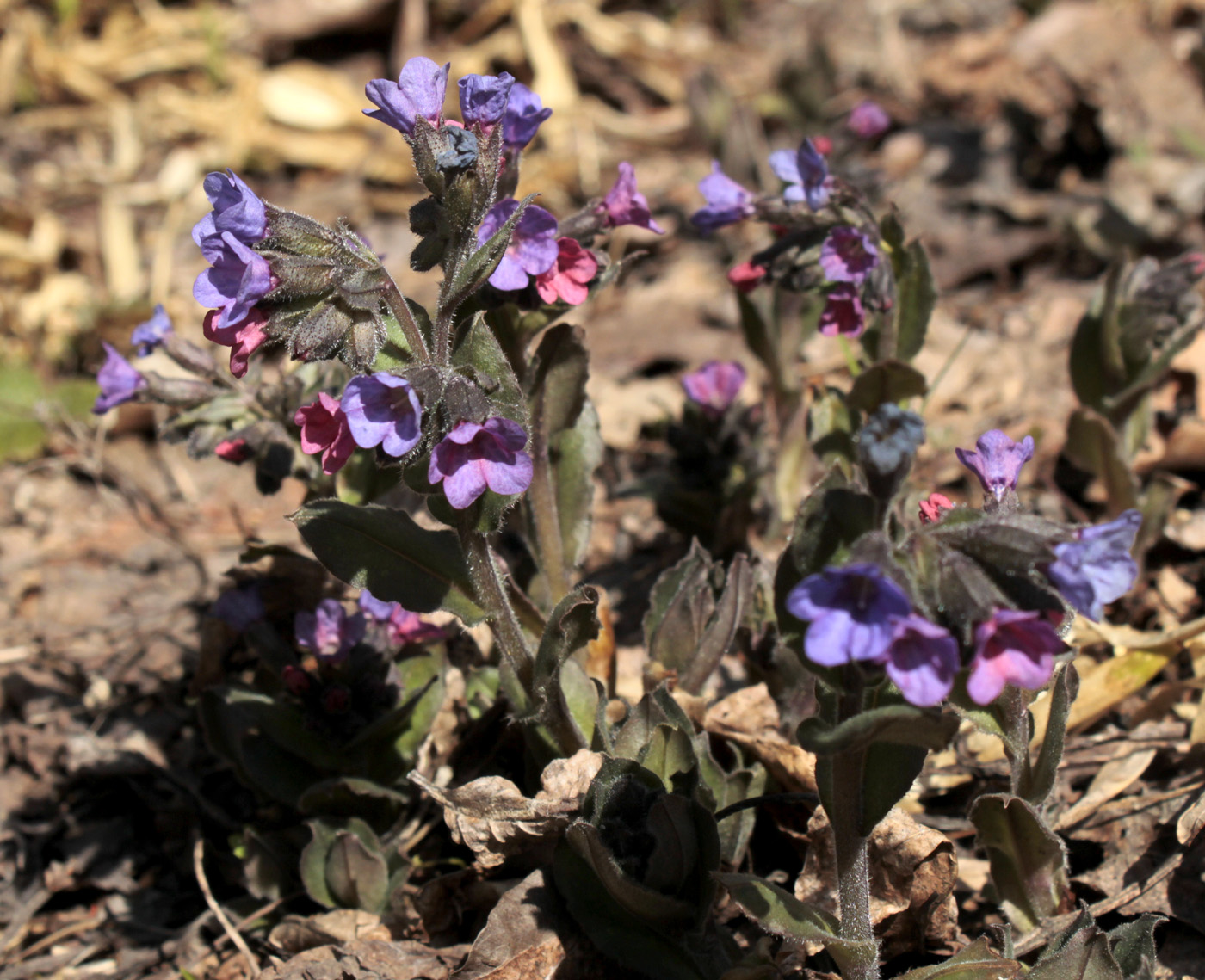 Image of Pulmonaria obscura specimen.