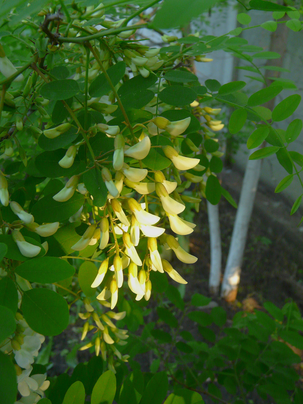 Изображение особи Robinia pseudoacacia.