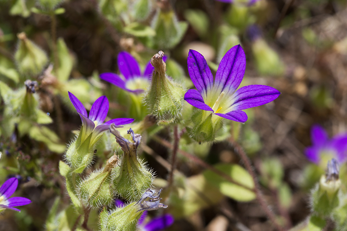 Изображение особи Campanula hierosolymitana.