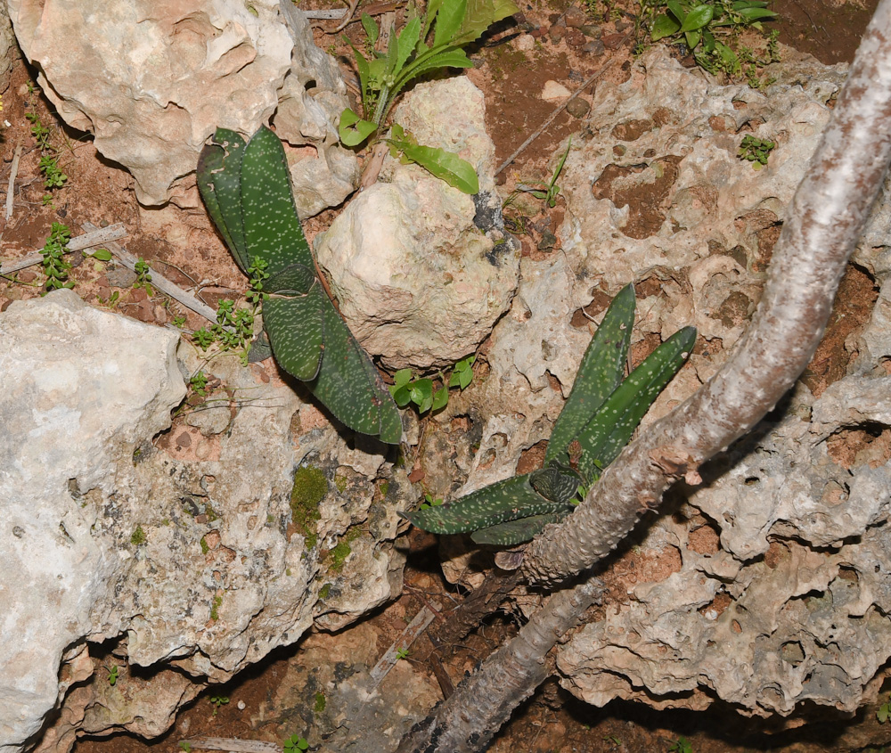 Изображение особи Gasteria obliqua.