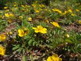 Potentilla anserina. Цветущее растение. Магаданская обл., г. Магадан, мкр-н Пионерный, на обочине дороги. 26.06.2018.