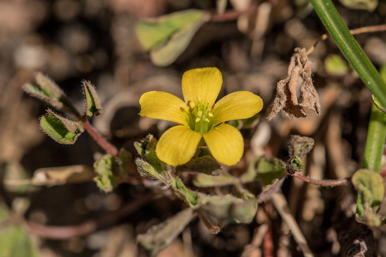 Image of Oxalis corniculata specimen.