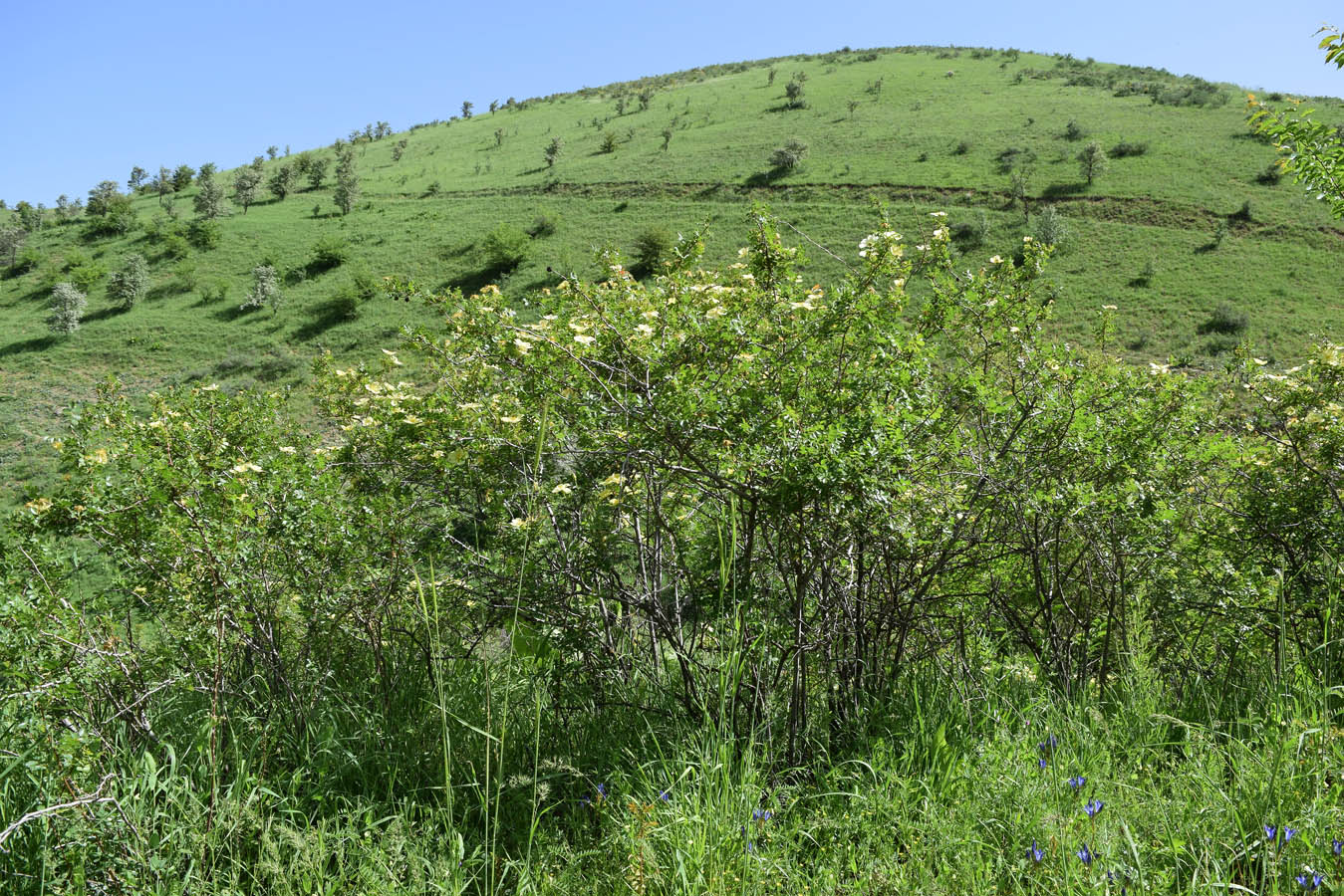 Image of Rosa kokanica specimen.