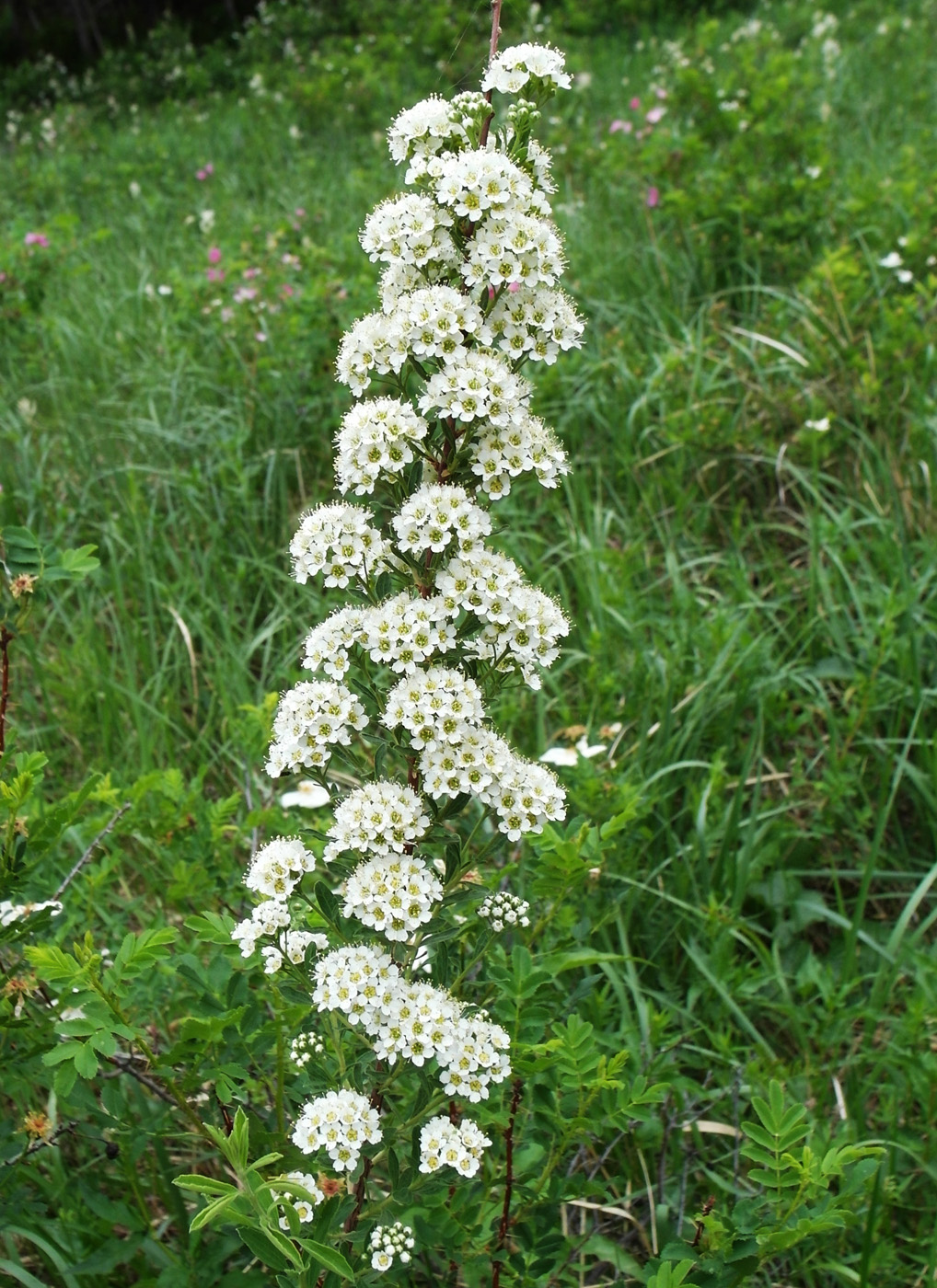 Image of Spiraea crenata specimen.