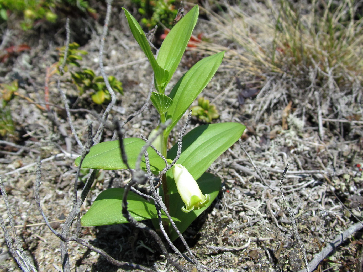 Изображение особи Polygonatum humile.