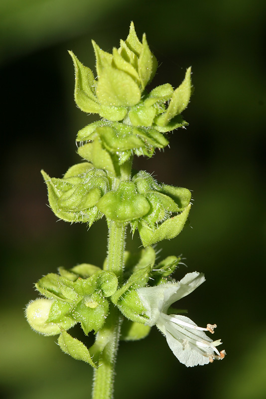 Изображение особи Ocimum basilicum.