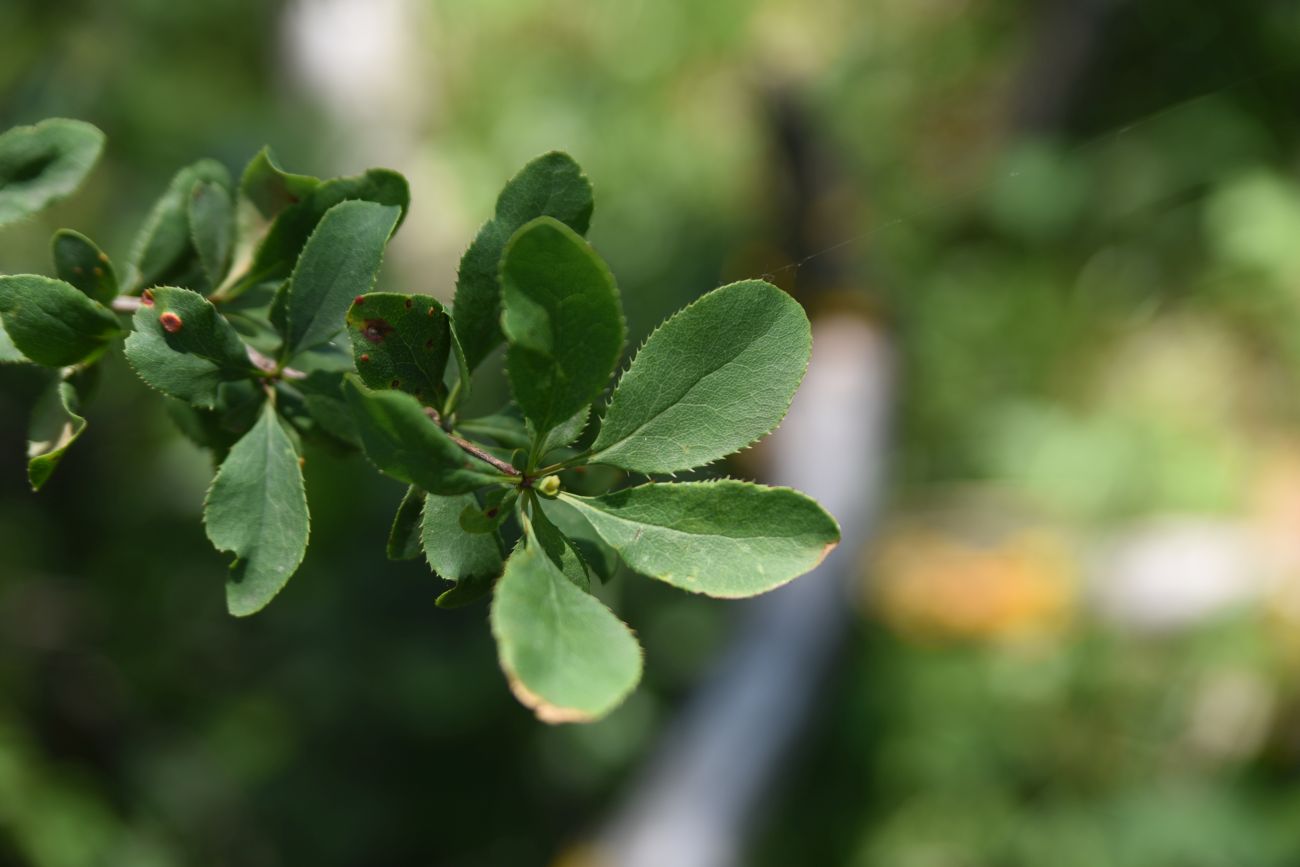 Image of Berberis vulgaris specimen.