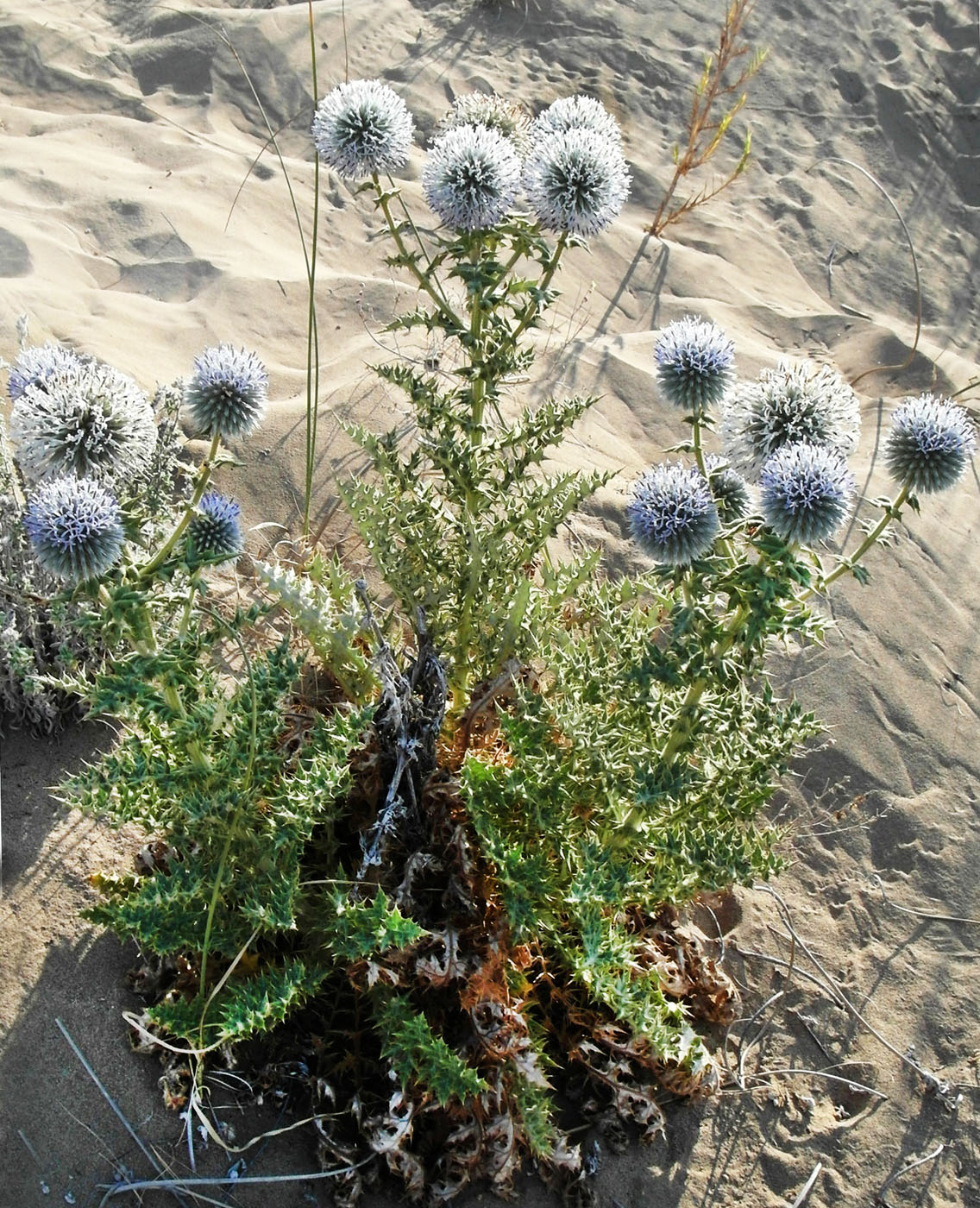 Image of Echinops antalyensis specimen.